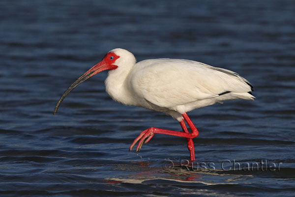 White Ibis © Russ Chantler